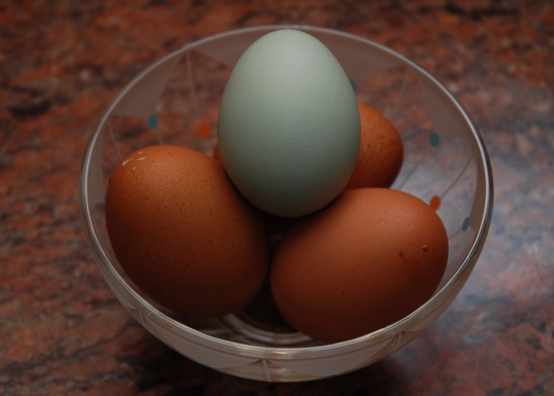 blue araucana egg