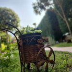 Anassa-Akis Rezidencia *****