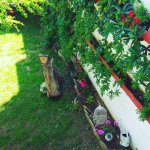 Angeliki Apartman *****